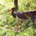 Black Stork